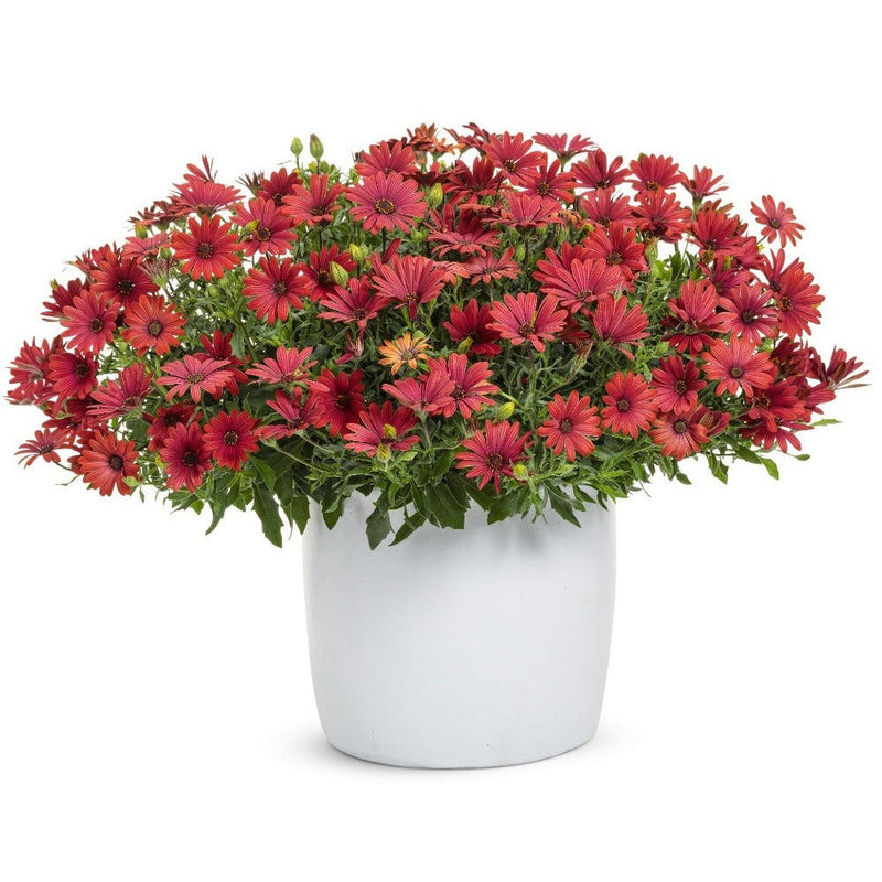 Bright Lights™ Red African Daisy (Osteospermum hybrid)