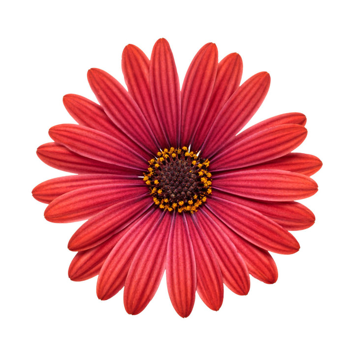 Bright Lights™ Red African Daisy (Osteospermum)