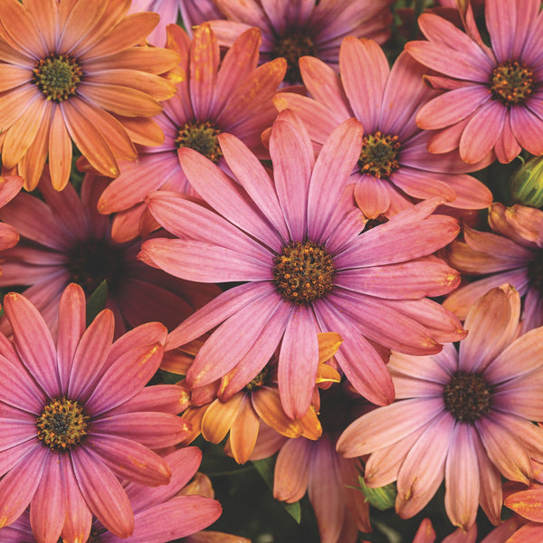 African Daisy | Bright Lights™ Horizon™ Sunset | Proven Winners