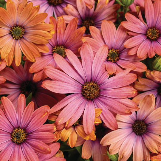 Bright Lights™ Horizon™ Sunset African Daisy (Osteospermum)