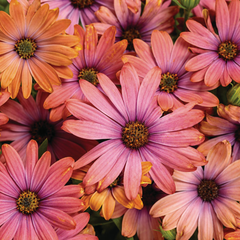 Bright Lights Horizon Sunset Bright Lights Horizon Sunset African Daisy up close.