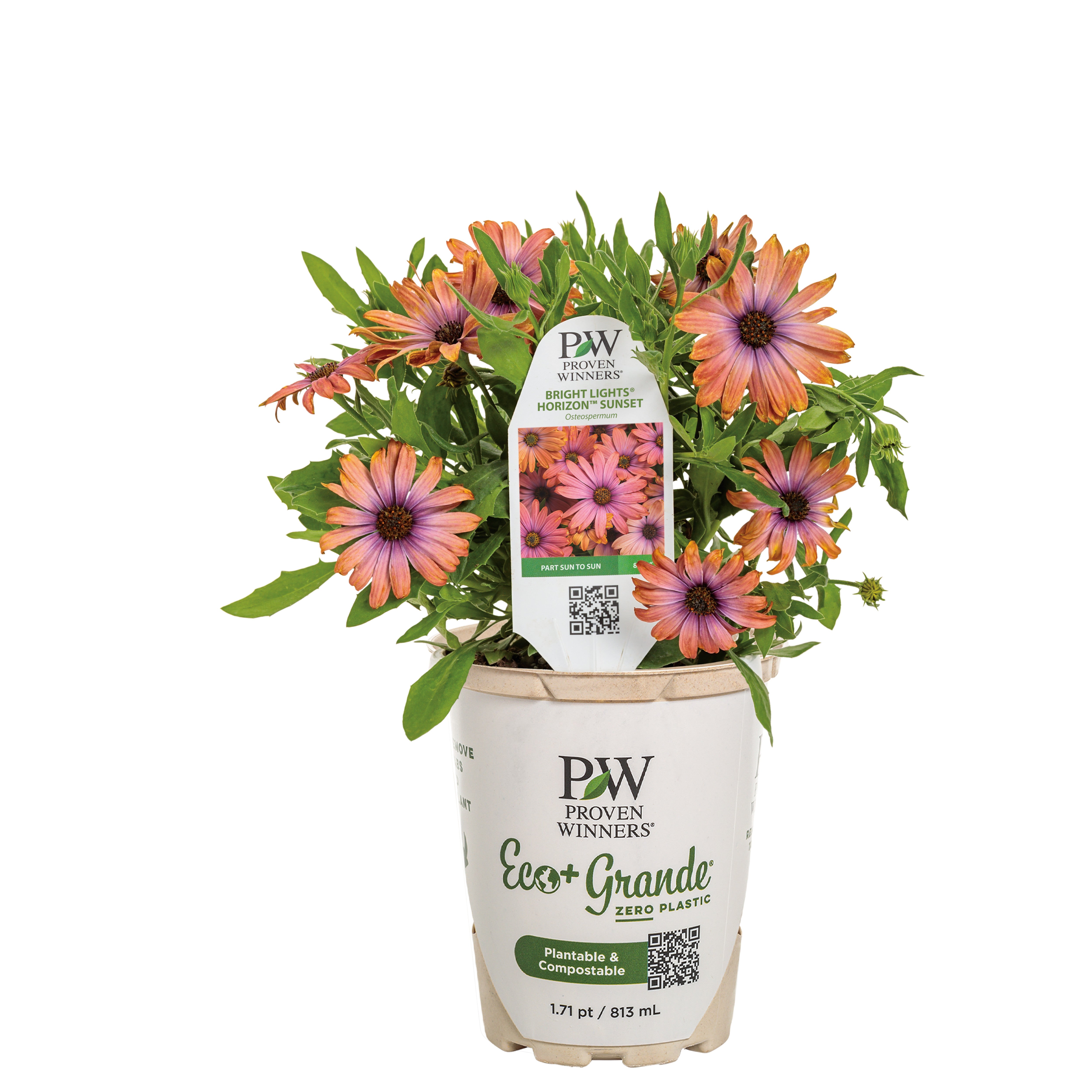 African Daisy | Bright Lights™ Horizon™ Sunset | Proven Winners