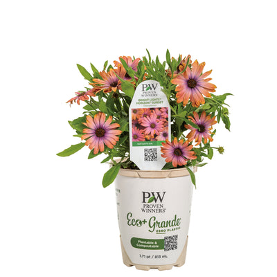 Bright Lights™ Horizon™ Sunset African Daisy (Osteospermum hybrid)