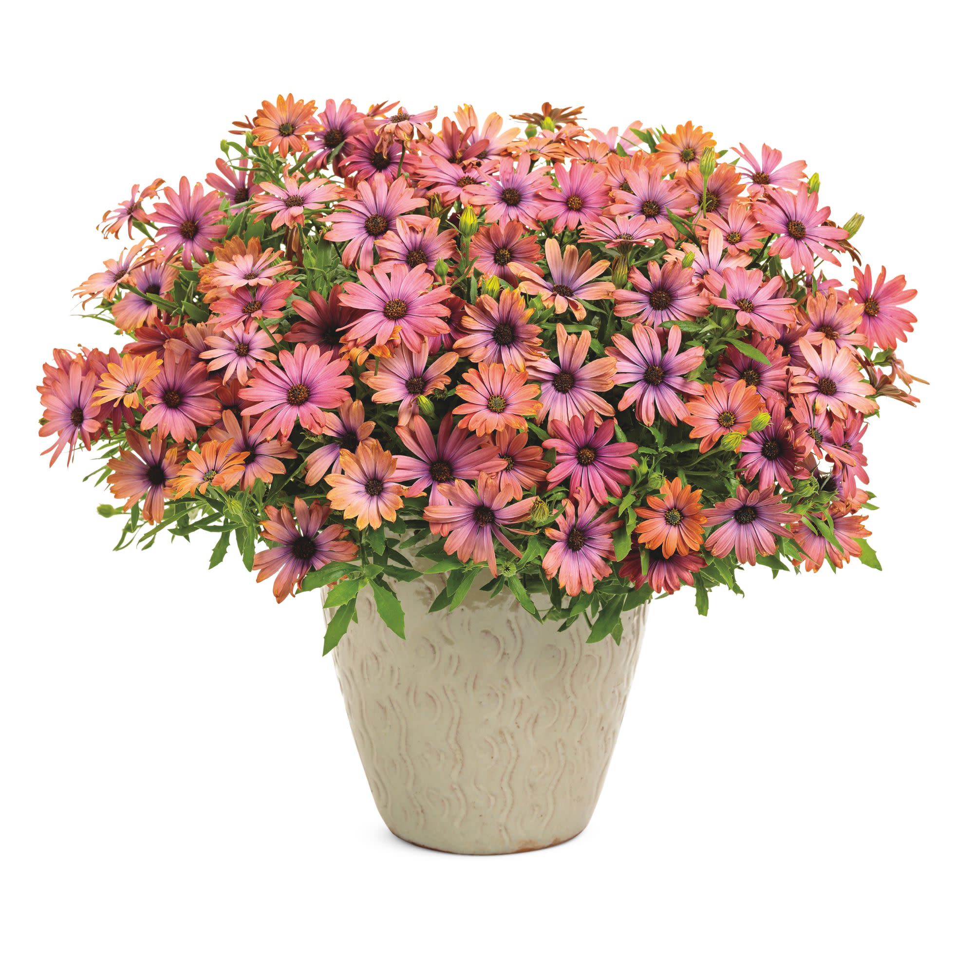African Daisy | Bright Lights™ Horizon™ Sunset | Proven Winners