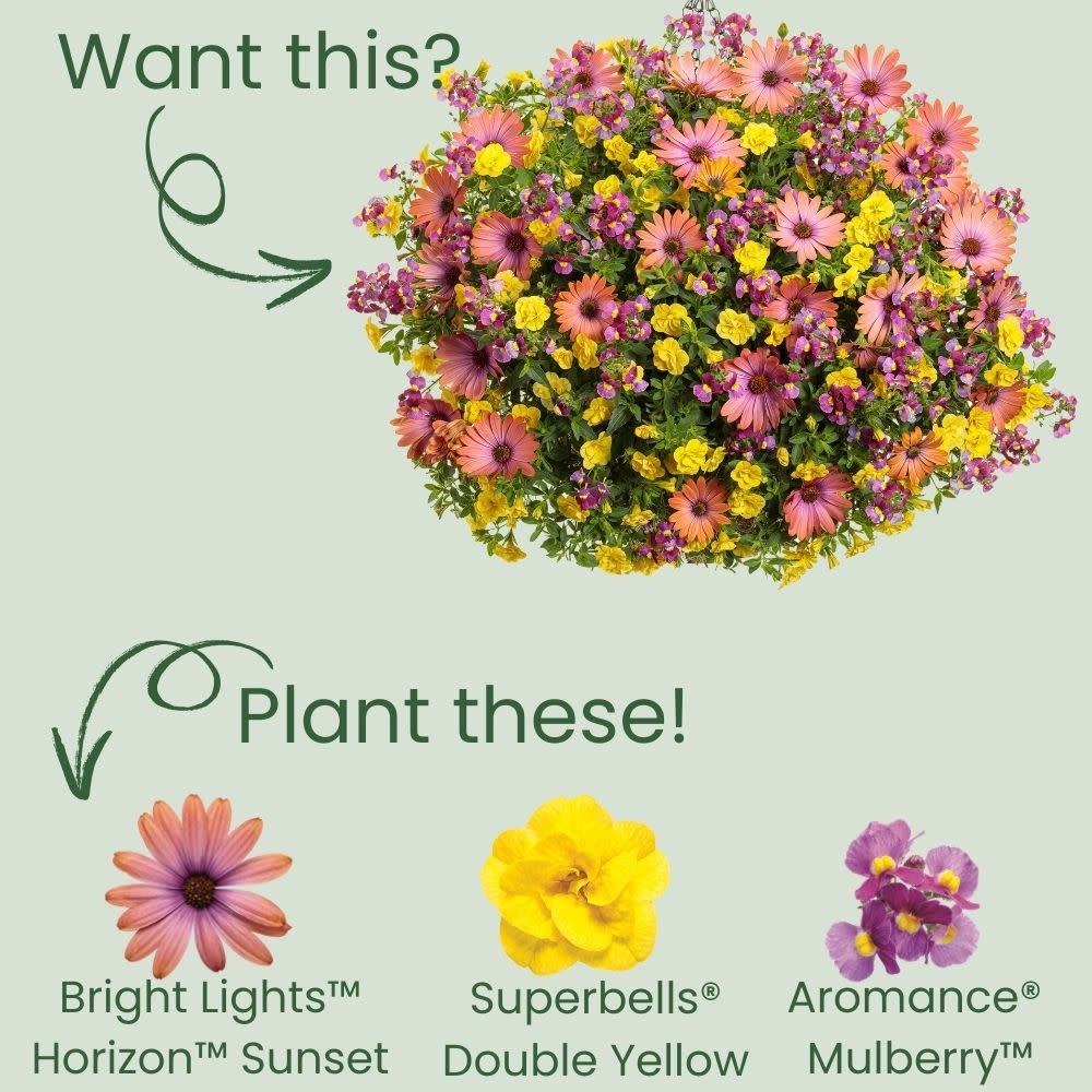 African Daisy | Bright Lights™ Horizon™ Sunset | Proven Winners