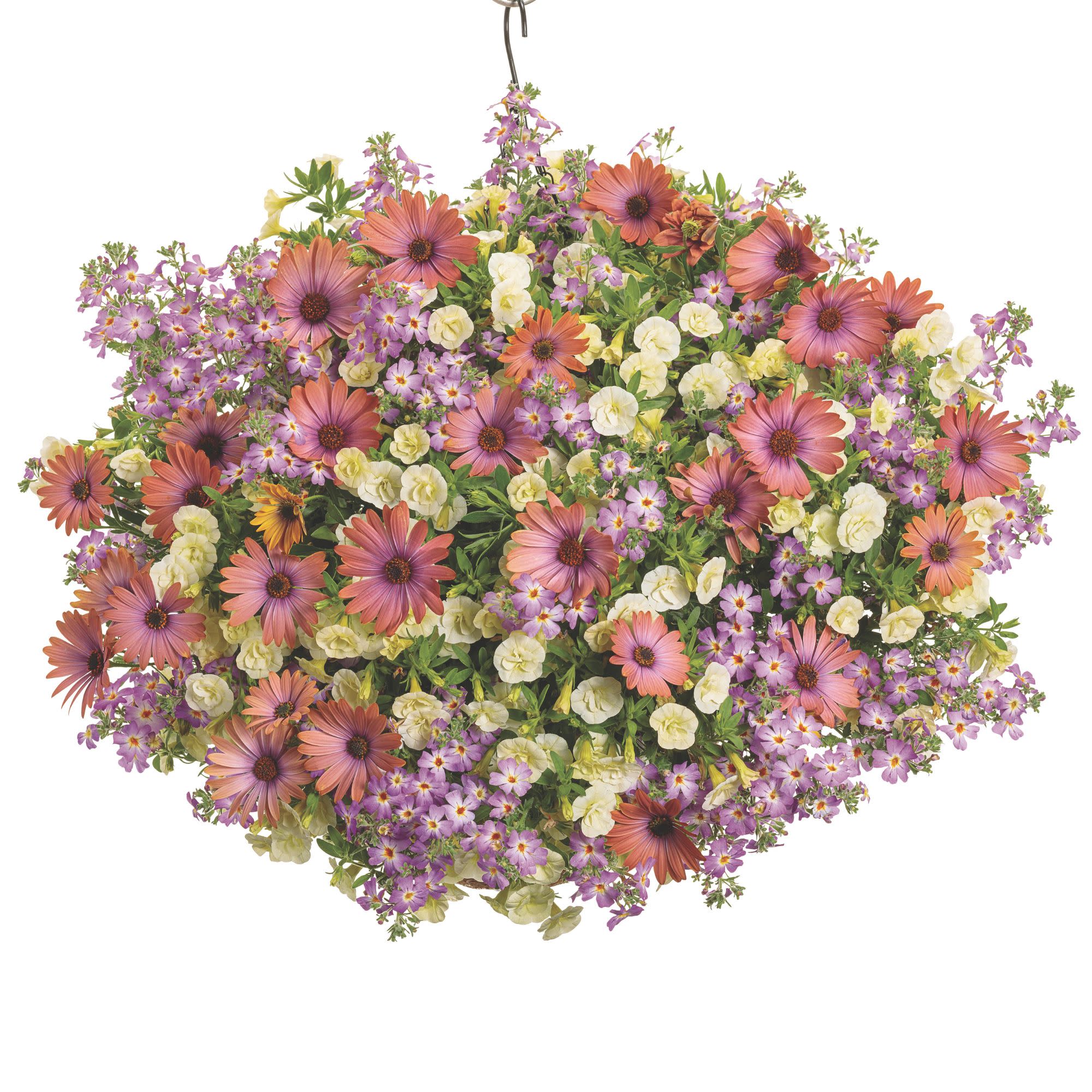 African Daisy | Bright Lights™ Horizon™ Sunset | Proven Winners