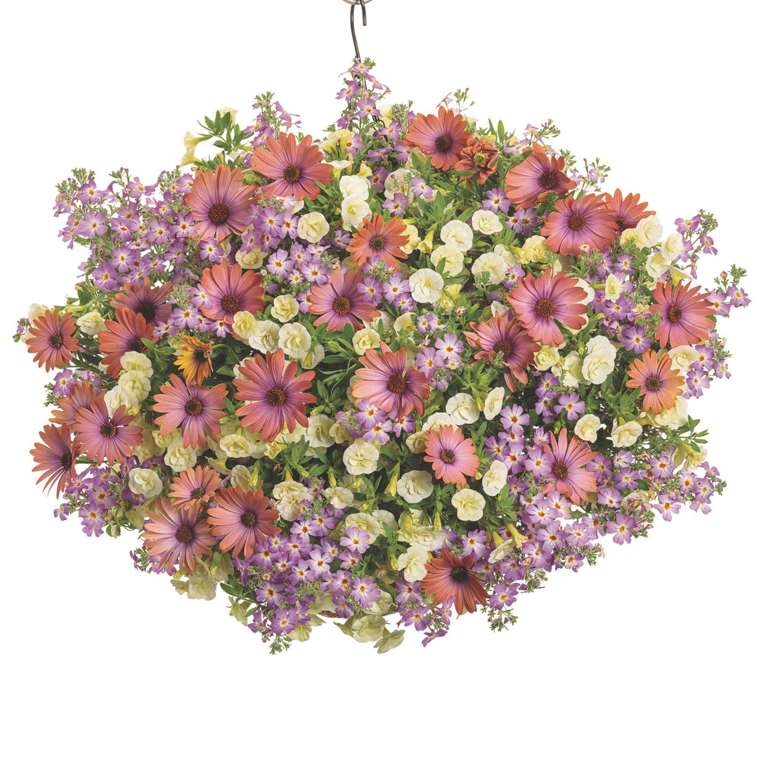 Bright Lights™ Horizon™ Sunset African Daisy (Osteospermum)