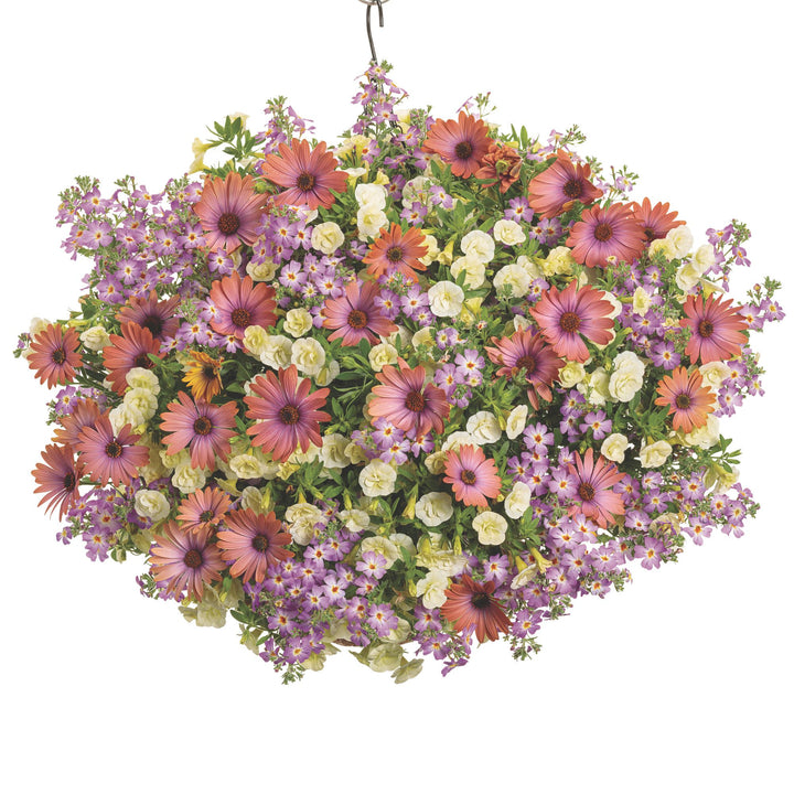 Bright Lights™ Horizon™ Sunset African Daisy (Osteospermum)