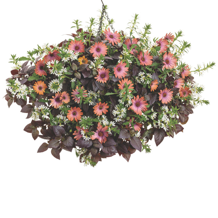 Bright Lights™ Horizon™ Sunset African Daisy (Osteospermum)