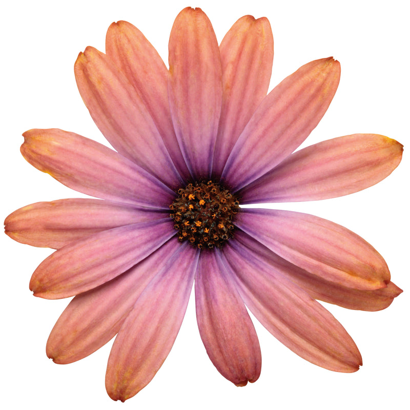 Bright Lights™ Horizon™ Sunset African Daisy (Osteospermum hybrid)