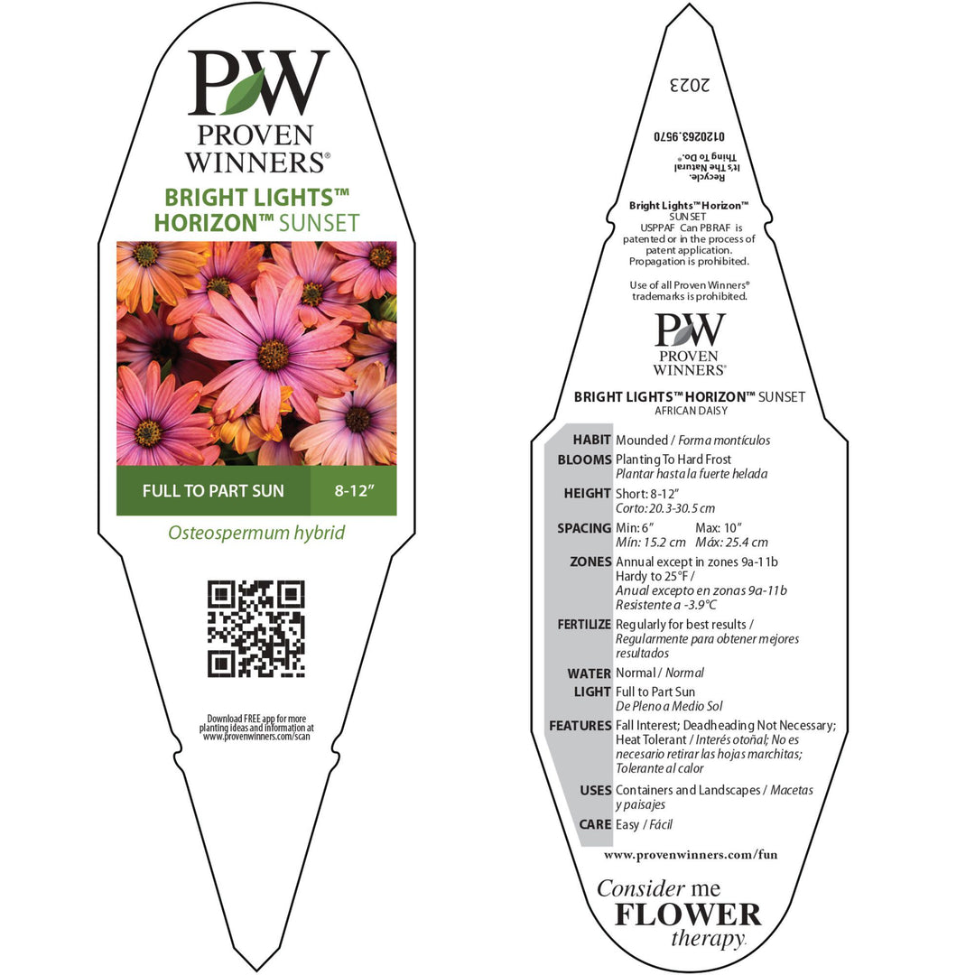 African Daisy | Bright Lights™ Horizon™ Sunset | Proven Winners