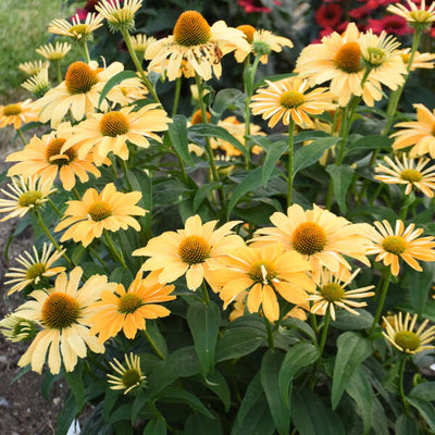 Color Coded® 'One in a Melon' Coneflower (Echinacea hybrid)