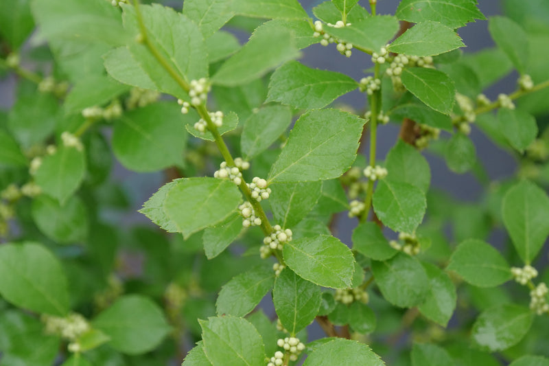 Mr. Poppins Winterberry (Ilex)