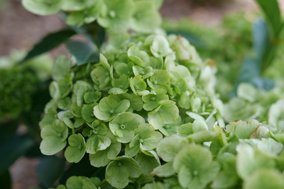 Fairytrail™ Green Cascade Hydrangea - New Proven Winners® Variety 2025