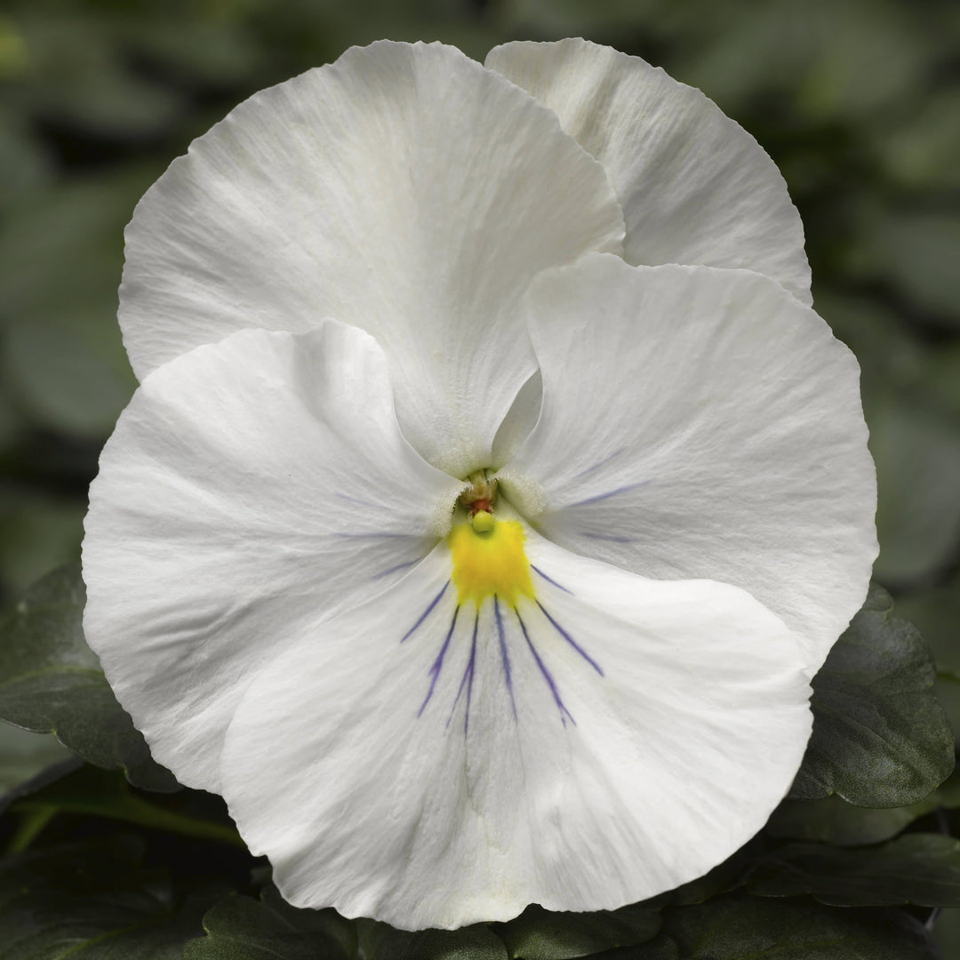 Proven Selections Clear White Pansy up close.