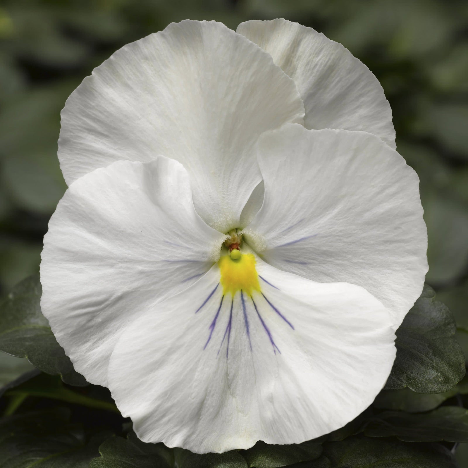 Proven Selections Clear White Pansy up close.