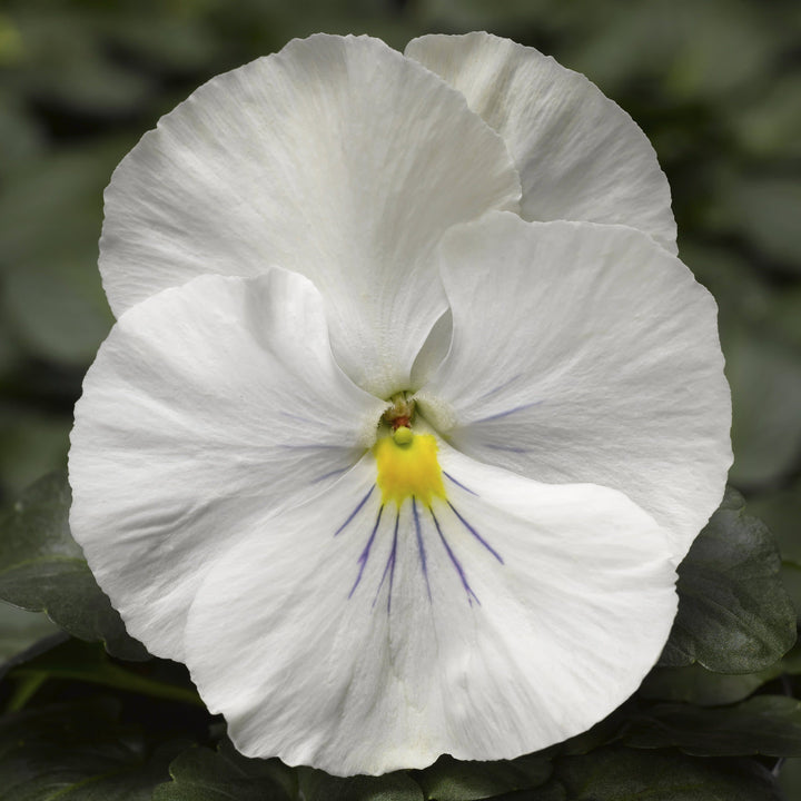 Proven Selections Clear White Pansy up close.