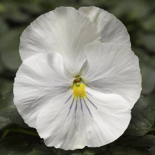 Proven Selections® Clear White Pansy (Viola wittrockiana)