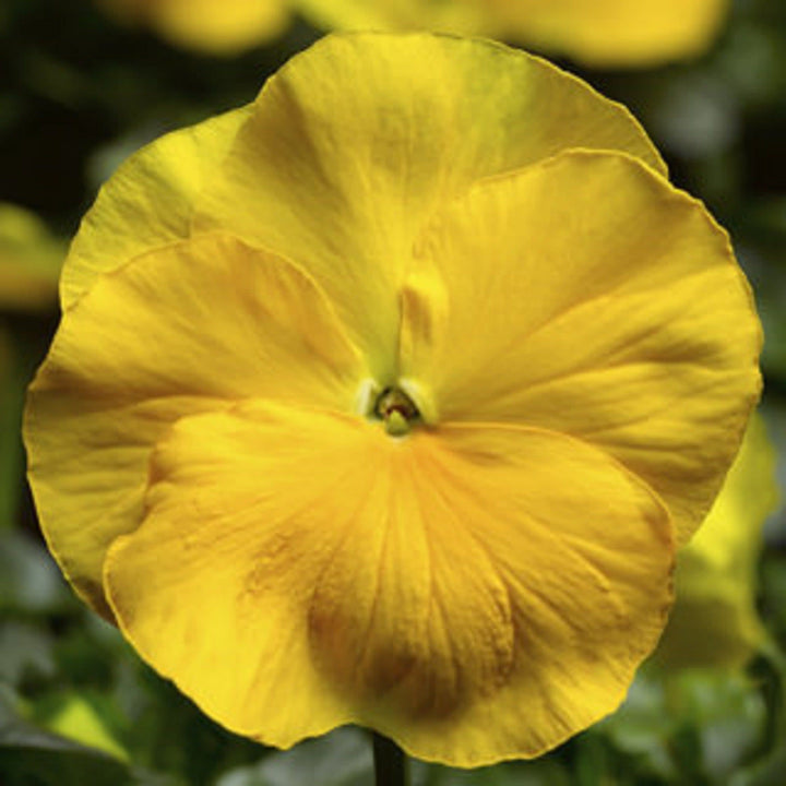Proven Selections Clear Yellow Pansy up close.