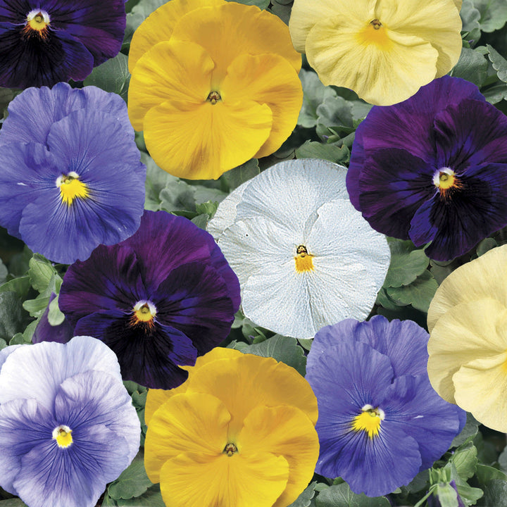 Proven Selections Clear Colors Mixed Pansy up close.