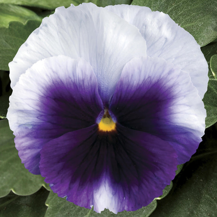 Proven Selections Beaconsfield Pansy up close.