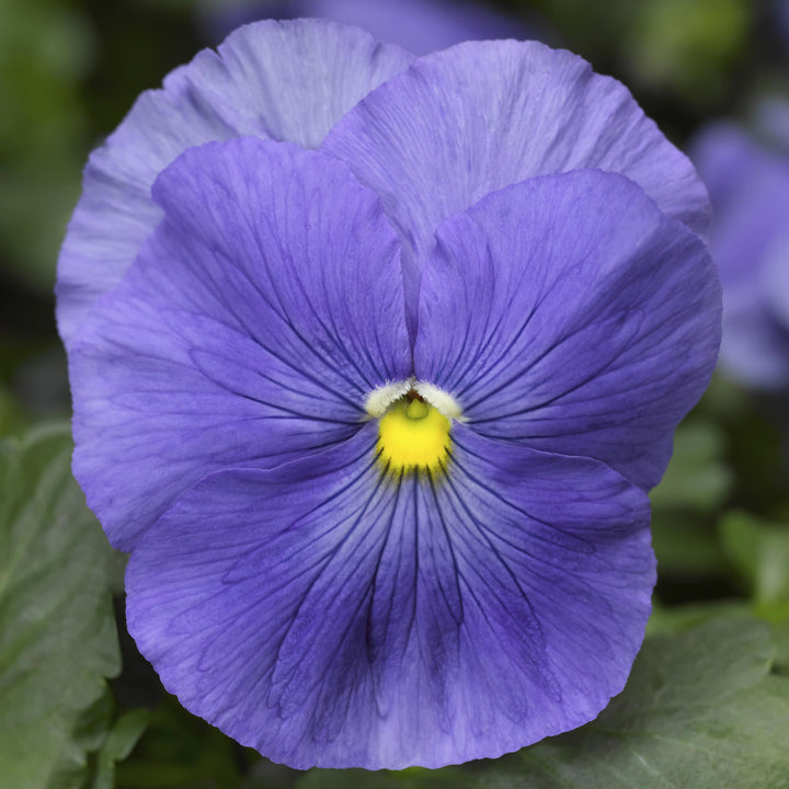 Proven Selections True Blue Pansy up close.