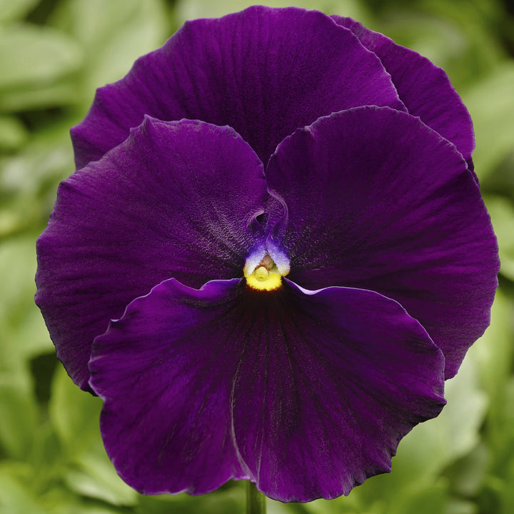 Proven Selections Clear Violet Pansy up close.