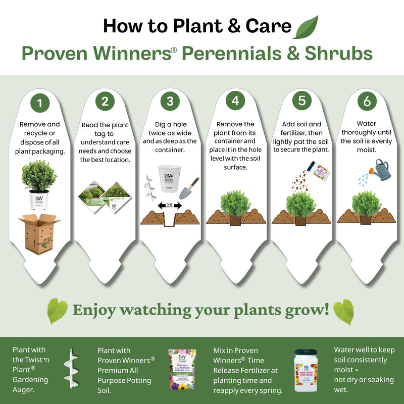Arborvitae | Sting® | Proven Winners® Shrubs – Proven Winners Direct™