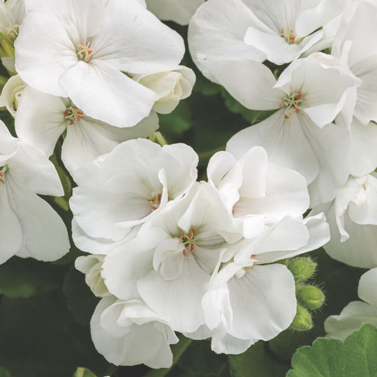 Boldly® White Geranium (Pelargonium interspecific)