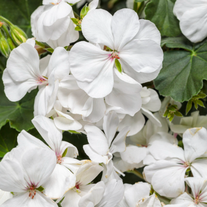 Boldly White Geranium up close.