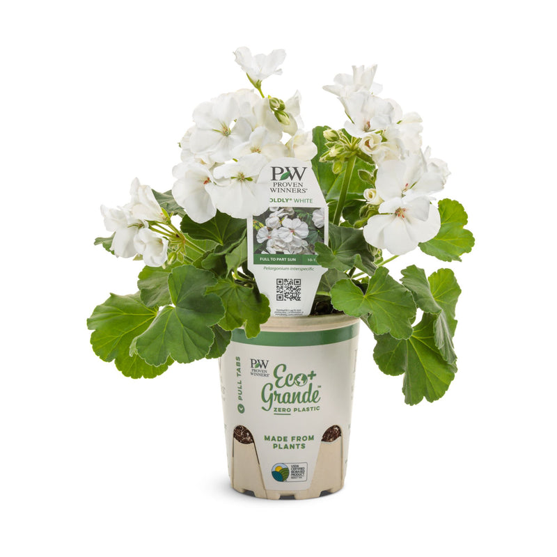 Boldly® White Geranium (Pelargonium interspecific)