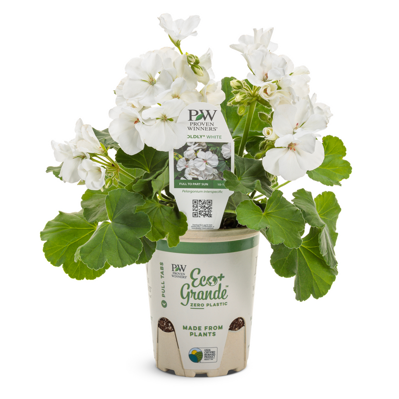 Boldly® White Geranium (Pelargonium interspecific)