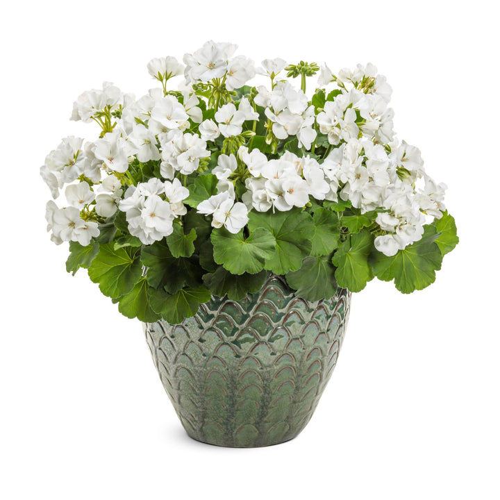 Boldly® White Geranium (Pelargonium interspecific)