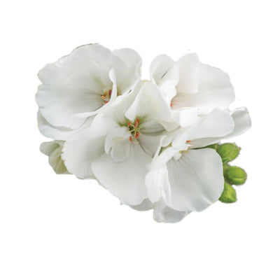 Boldly® White Geranium (Pelargonium interspecific)