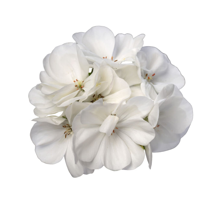 Boldly® White Geranium (Pelargonium interspecific)