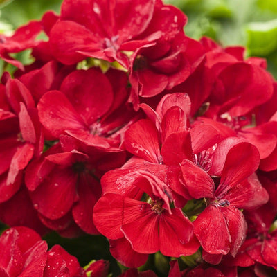 Boldly Dark Red Geranium up close.