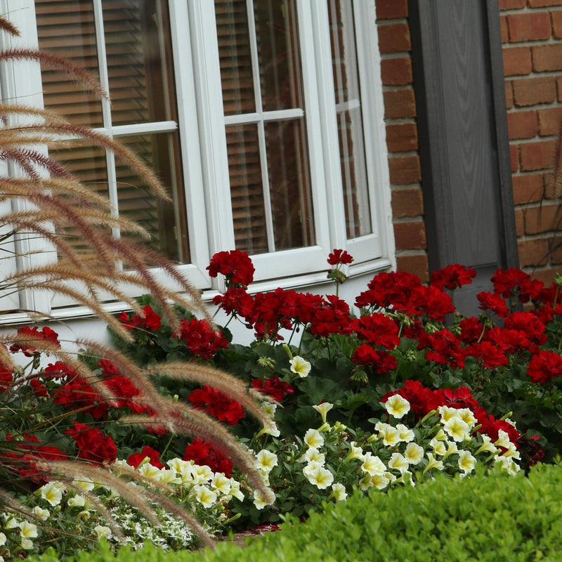 Boldly Dark Red Geranium in use.