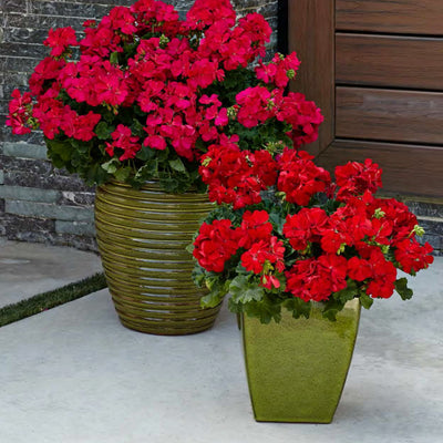 Boldly Dark Red Geranium in use.