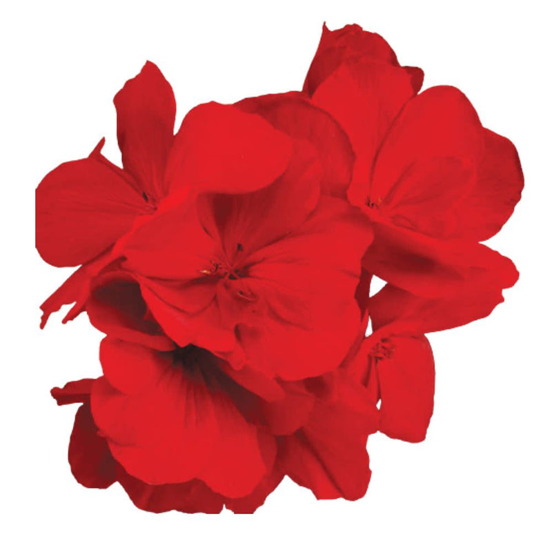 Boldly® Dark Red Geranium (Pelargonium interspecific)