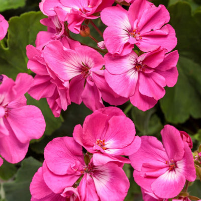 Boldly® Hot Pink Geranium (Pelargonium interspecific)