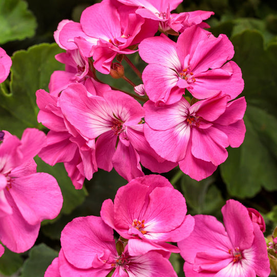 Boldly® Hot Pink Geranium (Pelargonium interspecific)
