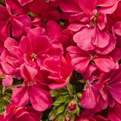 Boldly Hot Pink Geranium up close.