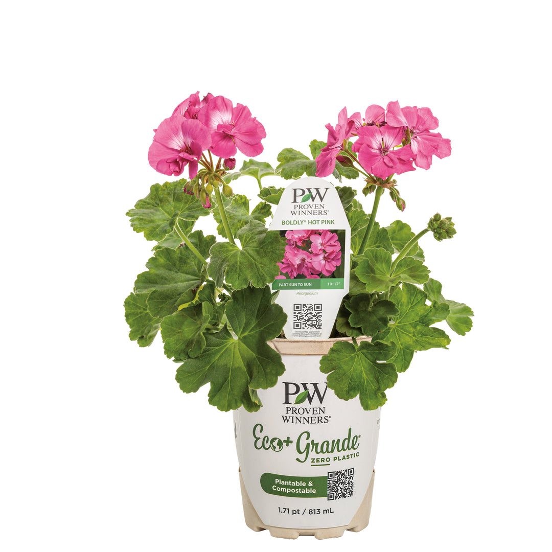 hot pink plant pot Geranium | Boldly Hot Pink
