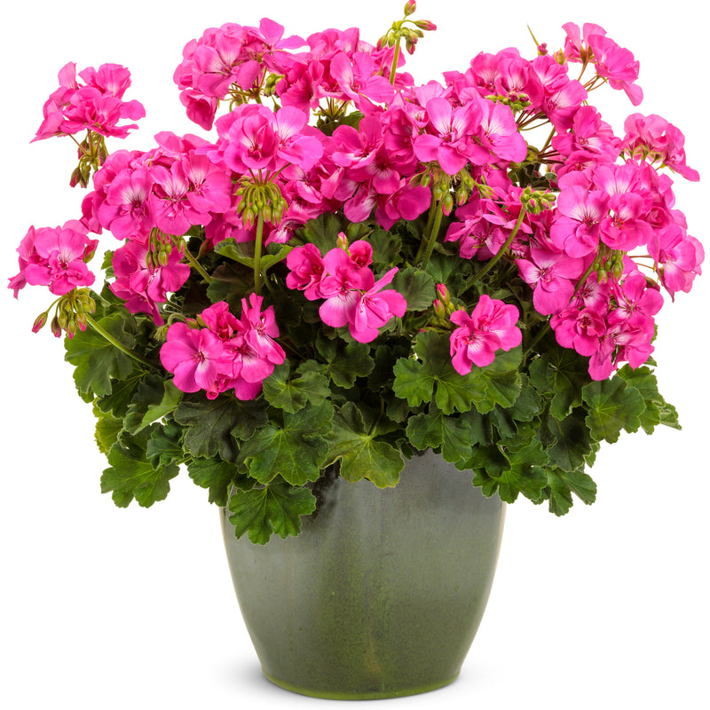 Boldly® Hot Pink Geranium (Pelargonium interspecific)