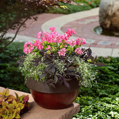 Boldly Hot Pink Geranium in use.