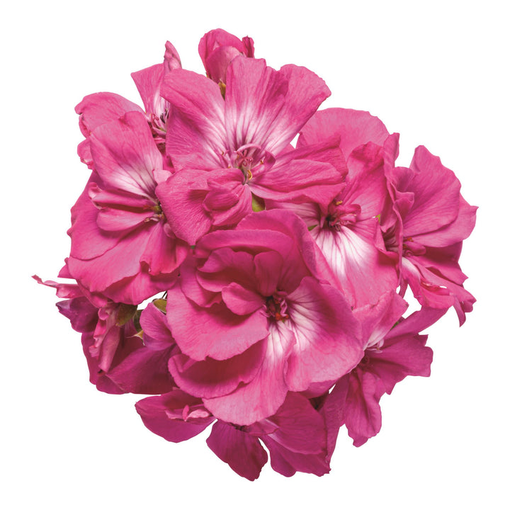 Boldly® Hot Pink Geranium (Pelargonium interspecific)