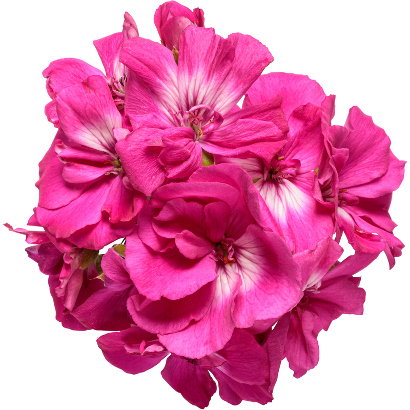 Boldly Hot Pink Boldly Hot Pink Geranium in macro.