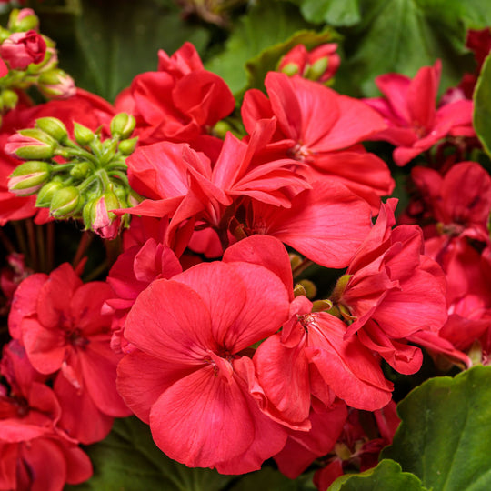Boldly® Coral Geranium (Pelargonium interspecific)