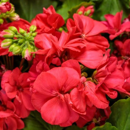 Boldly Coral Geranium up close.