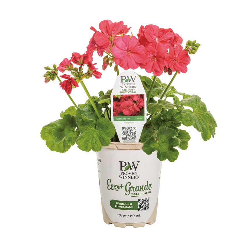 Boldly® Coral Geranium (Pelargonium interspecific)